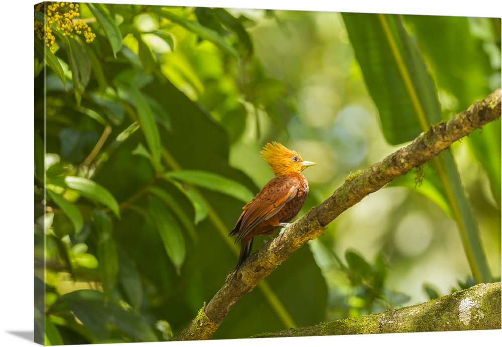 Costa Rica, La Selva Biological Station. Chestnut-collared woodpecker on limb. Credit: Cathy & Gordon Illg / Jaynes Gallery