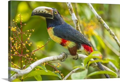 Costa Rica, La Selva Biological Station, Collared Aricari On Limb