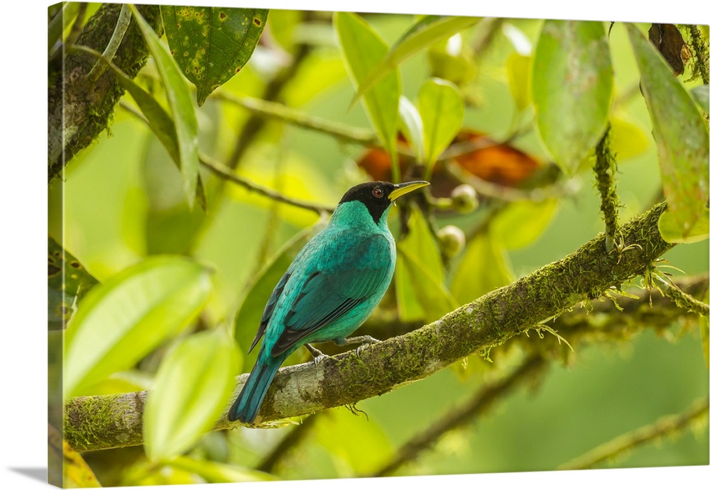Costa Rica, La Selva Biological Station. Green honeycreeper bird on limb. Credit: Cathy & Gordon Illg / Jaynes Gallery