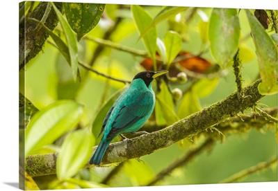 Costa Rica, La Selva Biological Station, Green Honeycreeper Bird On Limb