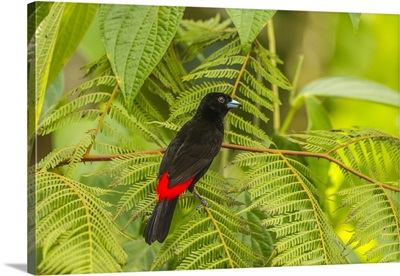 Costa Rica, La Selva Biological Station, Scarlet-Rumped Tanager In Tree