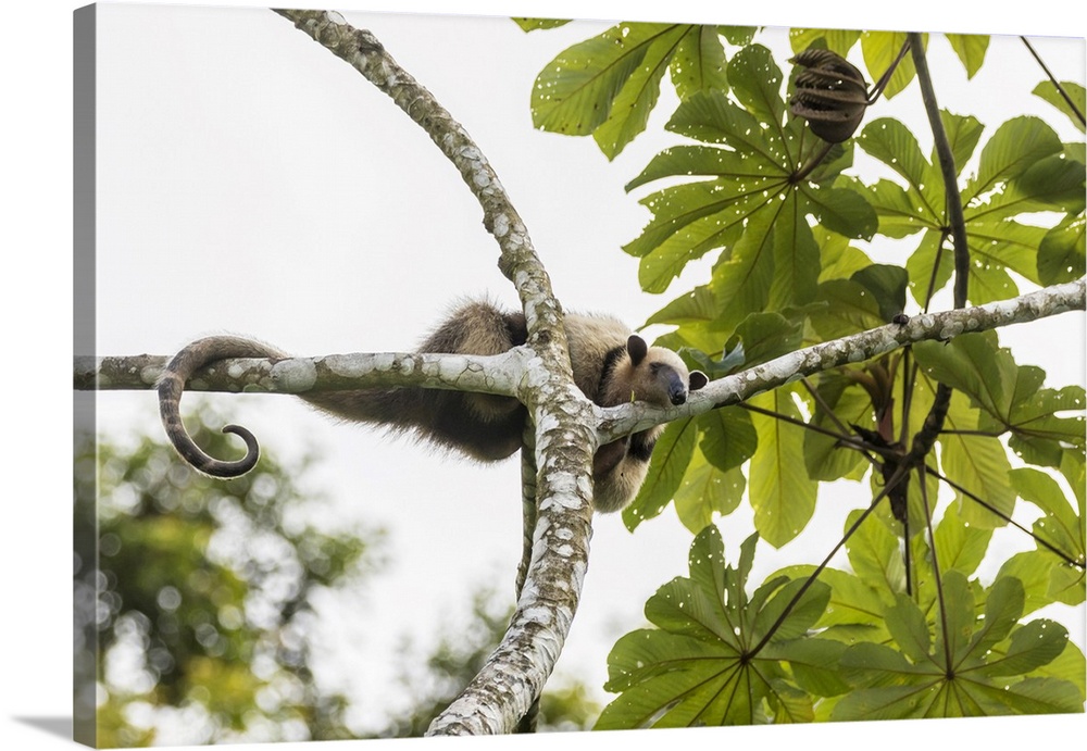 Costa Rica, Lake Arenal. Northern tamandua anteater in tree. Credit: Cathy & Gordon Illg / Jaynes Gallery