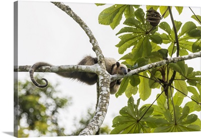 Costa Rica, Lake Arenal, Northern Tamandua Anteater In Tree