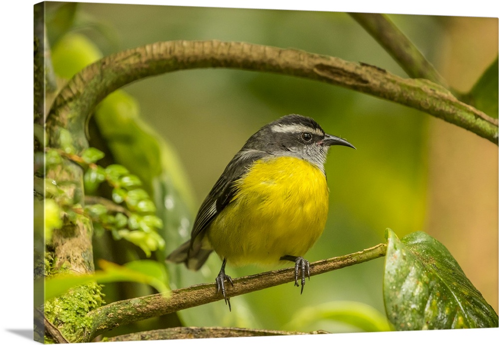 Costa Rica, Monte Verde Cloud Forest Reserve. Bananaquit bird close-up. Credit: Cathy & Gordon Illg / Jaynes Gallery