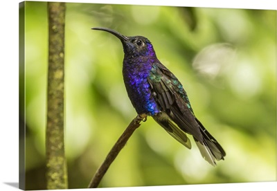 Costa Rica, Monte Verde Cloud Forest Reserve, Violet Sabrewing Close-Up