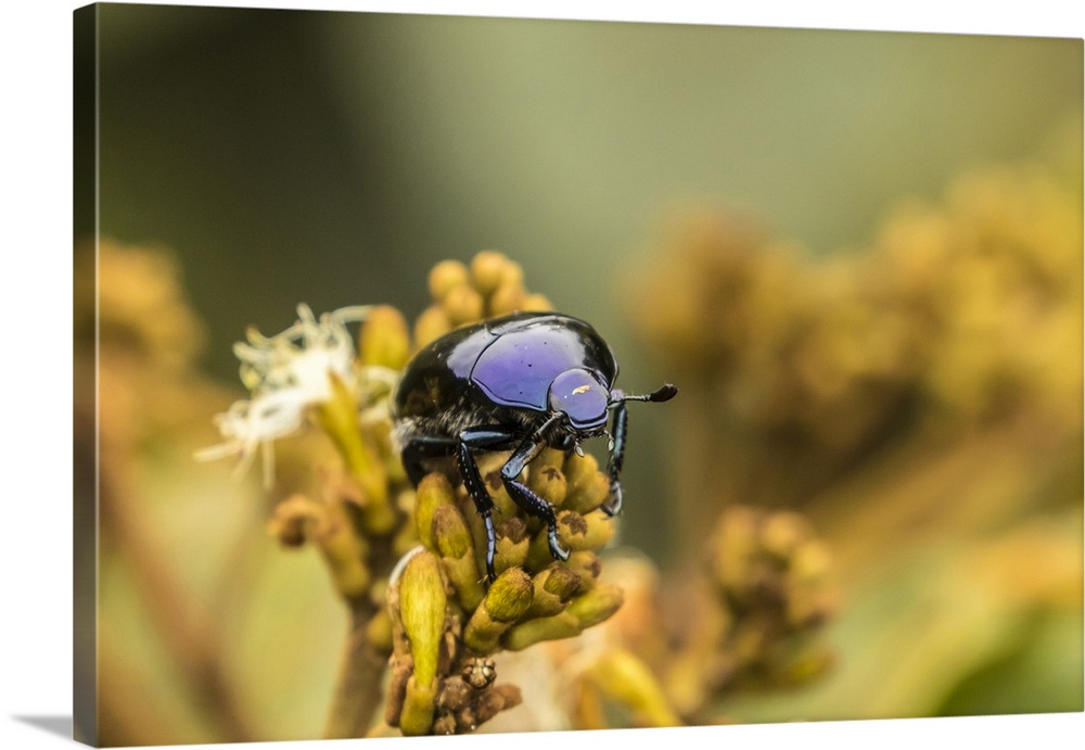 Costa Rica, Monteverde Cloud Forest Reserve. Scarab beetle on plant. Credit: Cathy & Gordon Illg / Jaynes Gallery