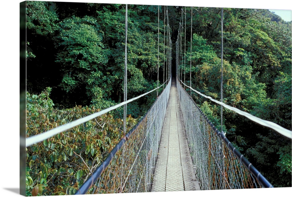 Central America, Costa Rica, Monteverde Cloud Forest. Suspension Bridge along Sky Walk.