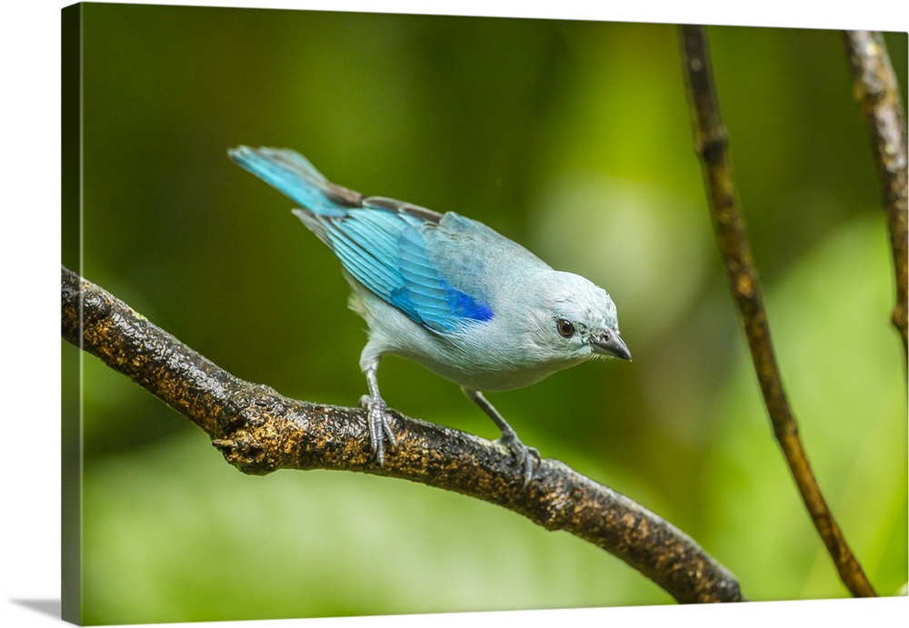 Costa Rica, Sarapique River Valley. Blue-grey tanager on limb. Credit: Cathy & Gordon Illg / Jaynes Gallery