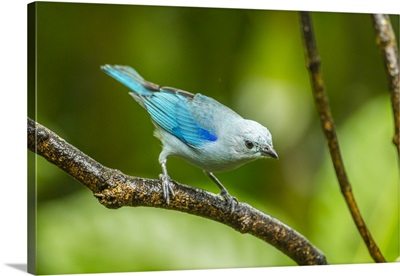 Costa Rica, Sarapique River Valley, Blue-Grey Tanager On Limb