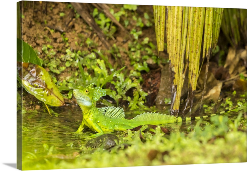 Costa Rica, Sarapique River Valley. Green basilisk close-up. Credit: Cathy & Gordon Illg / Jaynes Gallery