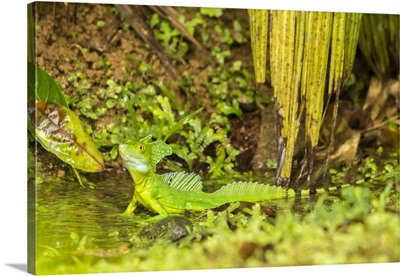 Costa Rica, Sarapique River Valley, Green Basilisk Close-Up