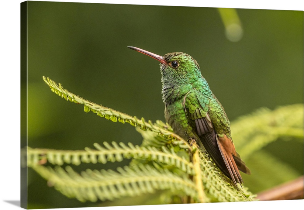 Costa Rica, Sarapique River Valley. Rufous-tailed hummingbird on fern. Credit: Cathy & Gordon Illg / Jaynes Gallery
