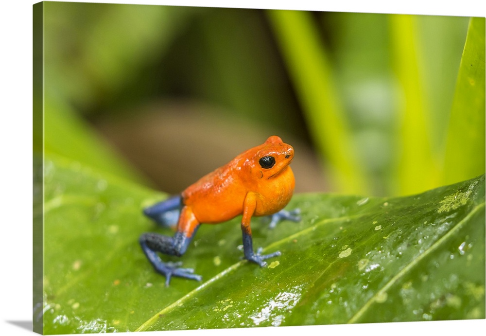 Costa Rica, Sarapique River Valley. Strawberry poison dart frog on plant. Credit: Cathy & Gordon Illg / Jaynes Gallery