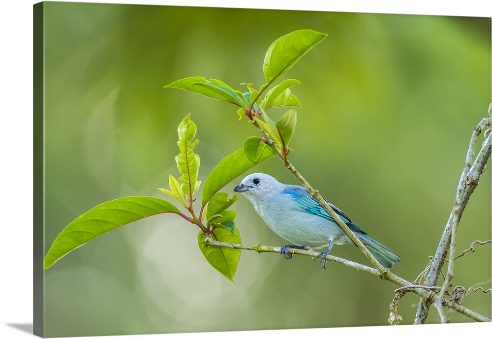 Costa Rica, Sarapiqui River Valley. Blue-grey tanager on limb. Credit: Cathy & Gordon Illg / Jaynes Gallery