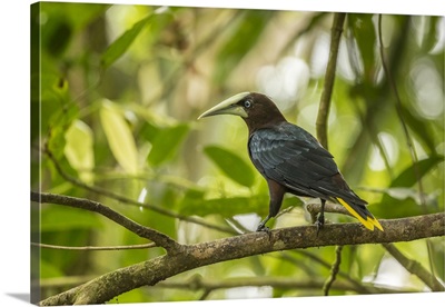 Costa Rica, Sarapiqui River Valley, Chestnut-Headed Oropendola Bird On Limb