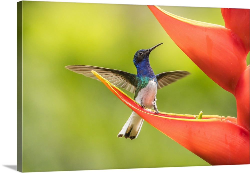 Costa Rica, Sarapiqui River Valley. Male white-necked jacobin on heliconia. Credit: Cathy & Gordon Illg / Jaynes Gallery