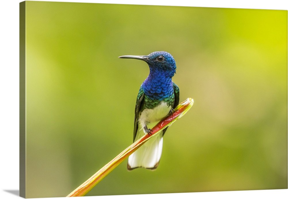 Costa Rica, Sarapiqui River Valley. Male white-necked jacobin on leaf. Credit: Cathy & Gordon Illg / Jaynes Gallery