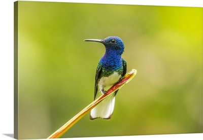 Costa Rica, Sarapiqui River Valley, Male White-Necked Jacobin On Leaf