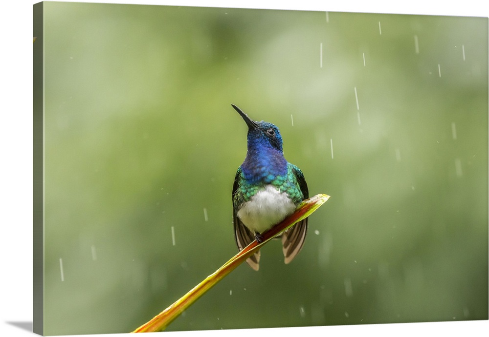 Costa Rica, Sarapiqui River Valley. Male white-necked jacobin on leaf in rain. Credit: Cathy & Gordon Illg / Jaynes Gallery