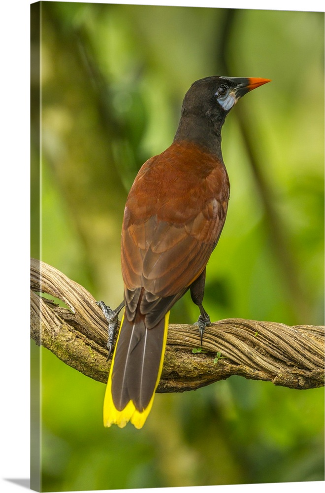 Costa Rica, Sarapiqui River Valley. Montezuma oropendola bird on vine. Credit: Cathy & Gordon Illg / Jaynes Gallery