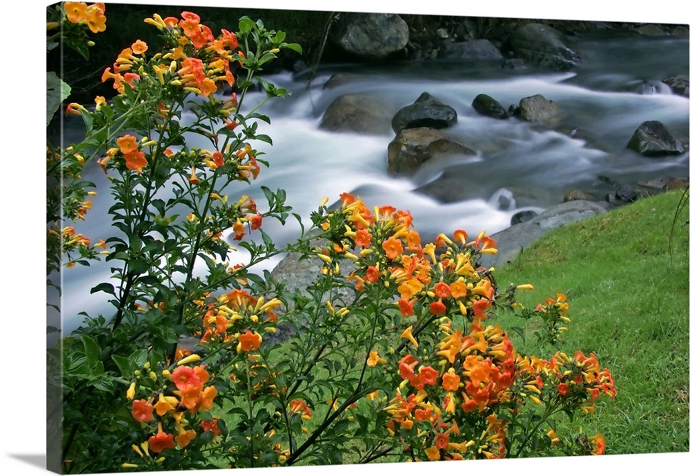 Costa Rica, Savegre River Valley. Blooming flowers above the Savegre River.
