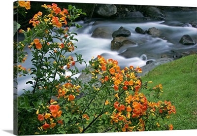 Costa Rica, Savegre River Valley, blooming flowers above the Savegre River