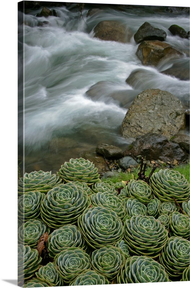 Central America, Costa Rica. Succulents growing beside the Savegre River.
