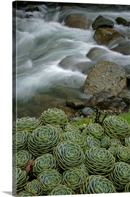 Costa Rica, succulents growing beside the Savegre River