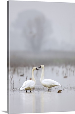 Cosumnes River Preserve, California, Two Tundra Swans In Fog
