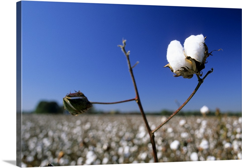 Cotton field in Georgia.