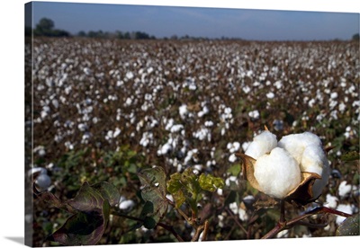 Cotton field ready for harvest in the American South