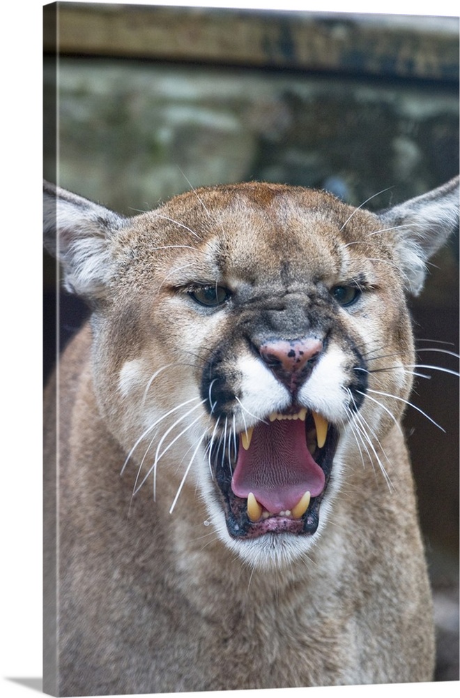 Cougar, mountain lion, Florida panther, Puma concolor, has greatest distribution among all mammals in western hemisphere, ...