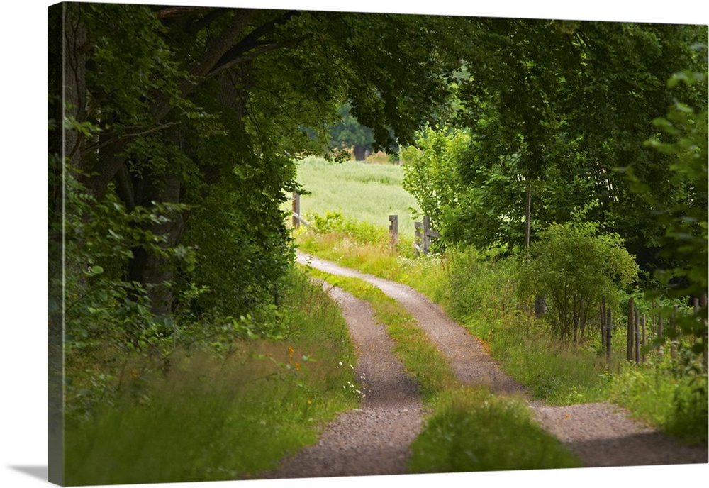 Country road. Through the forest. Smaland region. Sweden, Europe.