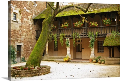 Court yard of an old house in the town centre with a tree, Dordogne, France