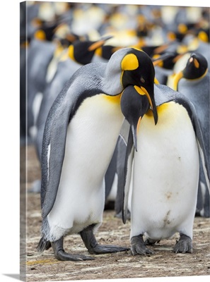 Courtship Display, King Penguin On Falkland Islands