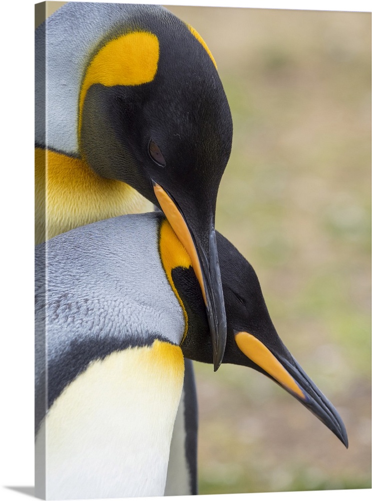 Courtship display. King Penguin on Falkland Islands.