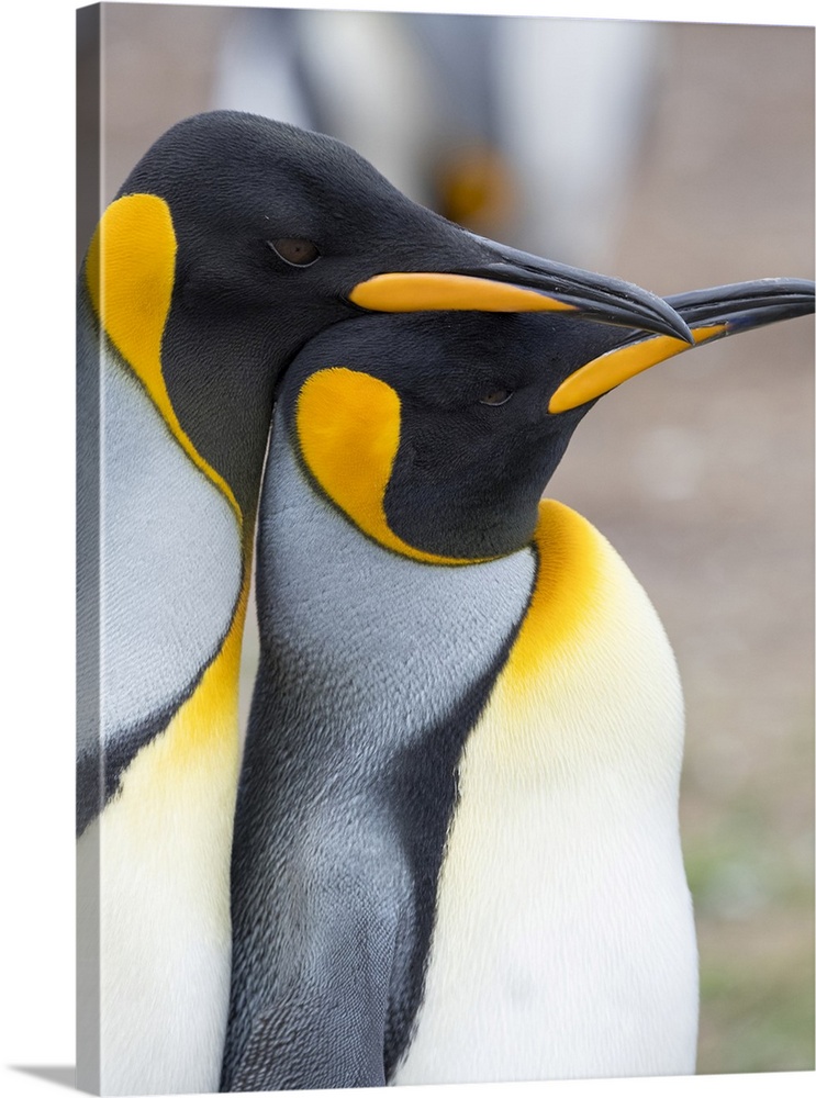 Courtship display. King Penguin on Falkland Islands.