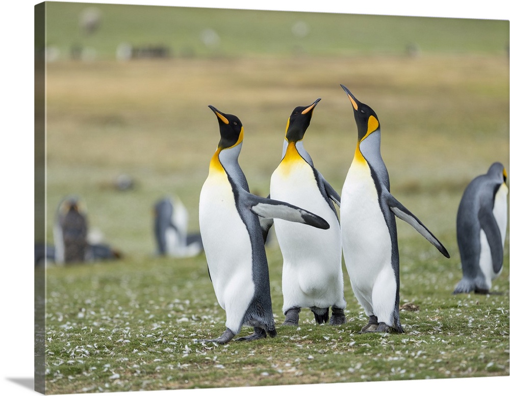 Courtship display. King Penguin on Falkland Islands.