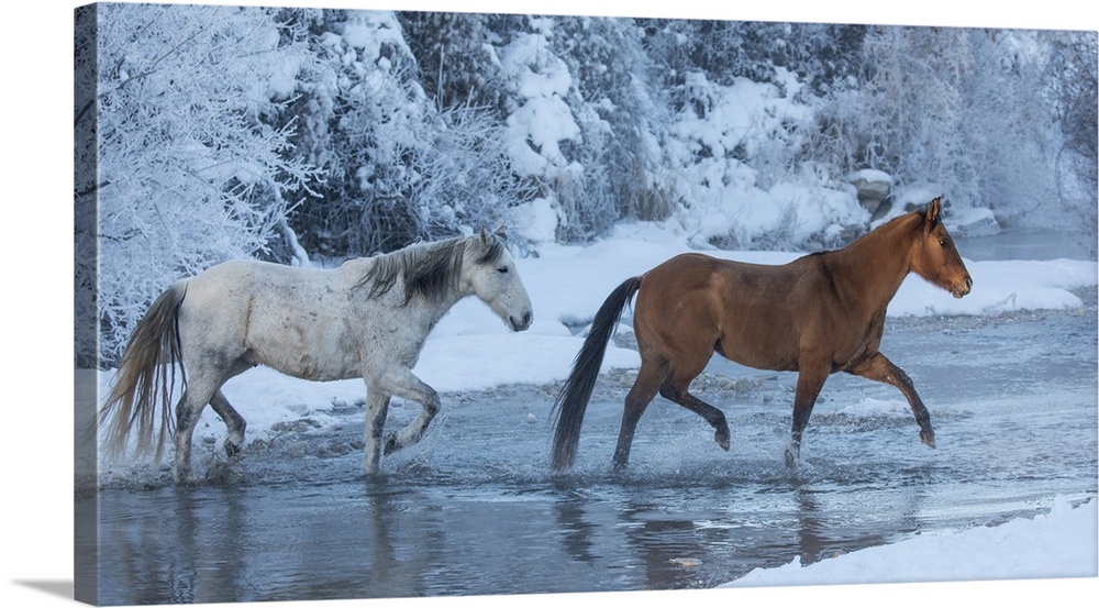 Cowboy horse drive on Hideout Ranch, Shell, Wyoming. Horses crossing Shell Creek in winter.