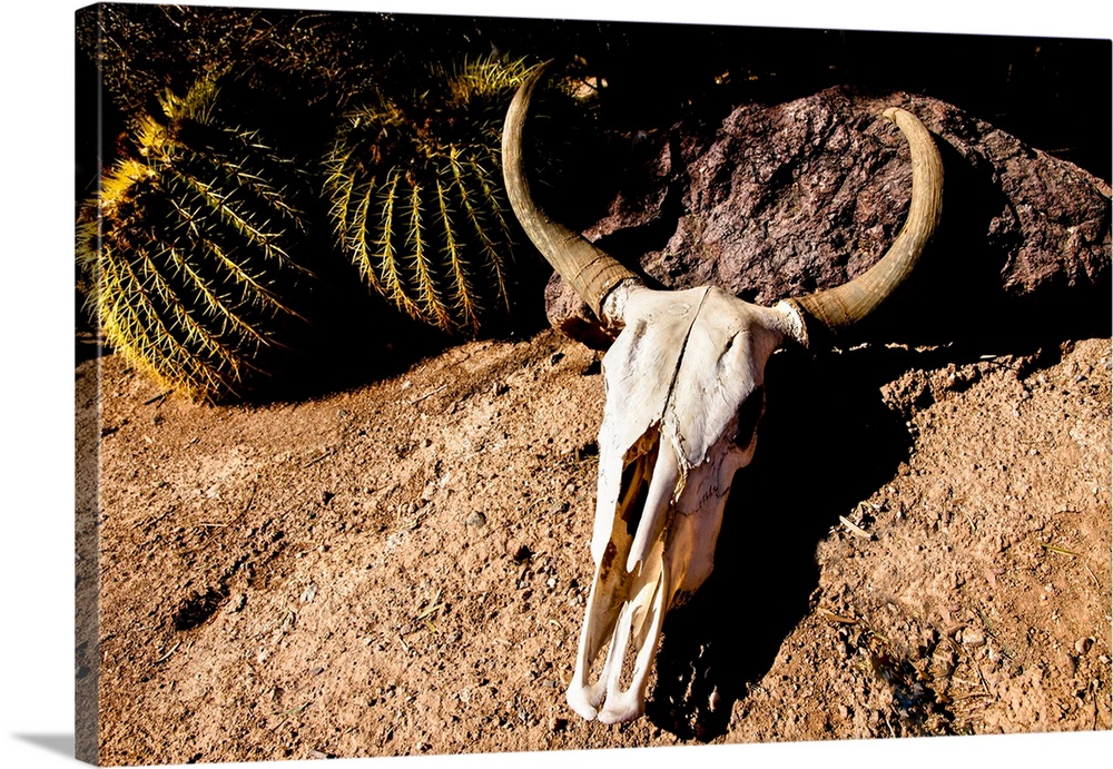 Cowl skull out in the desert, Tucson, Arizona, United States.