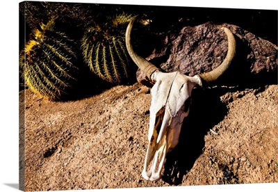Cowl Skull Out In The Desert, Tucson, Arizona