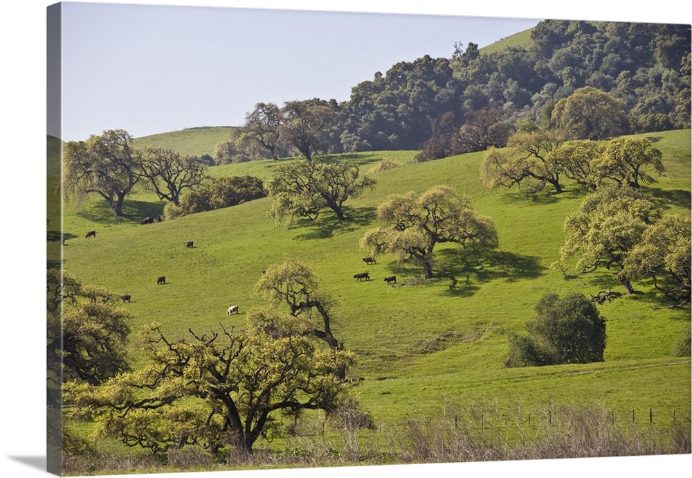 Cows graze beneath a grove of California Valley Oak (Quercus lobata) trees.