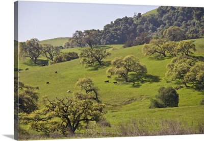 Cows graze beneath a grove of California Valley Oak trees