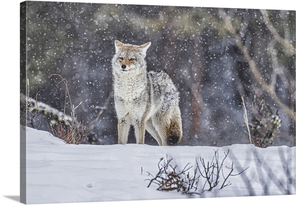 Coyote during a snowstorm in Yellowstone National Park.