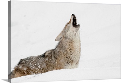 Coyote howling in snow, (Captive) Montana-Canis latrans-Canid--