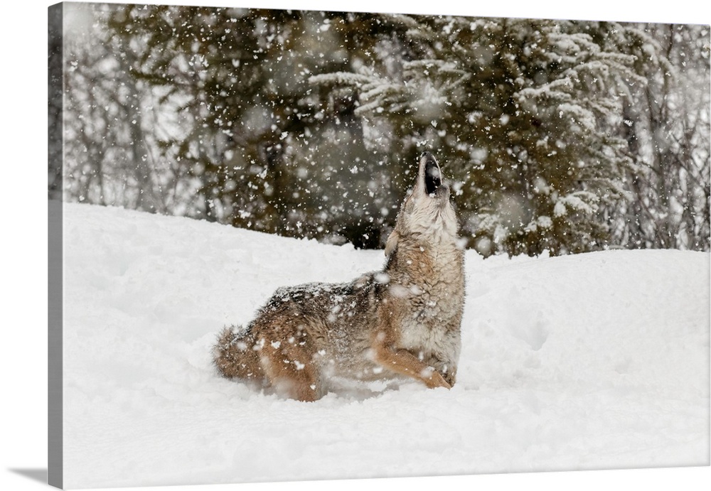 Coyote in snow, (Captive) Montana-Canis latrans-Canid--