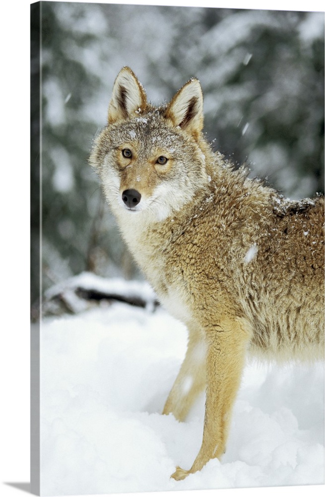 Coyote (Canis latrans) in the snow in the foothills of the Takshanuk mountains, northern southeast Alaska.
