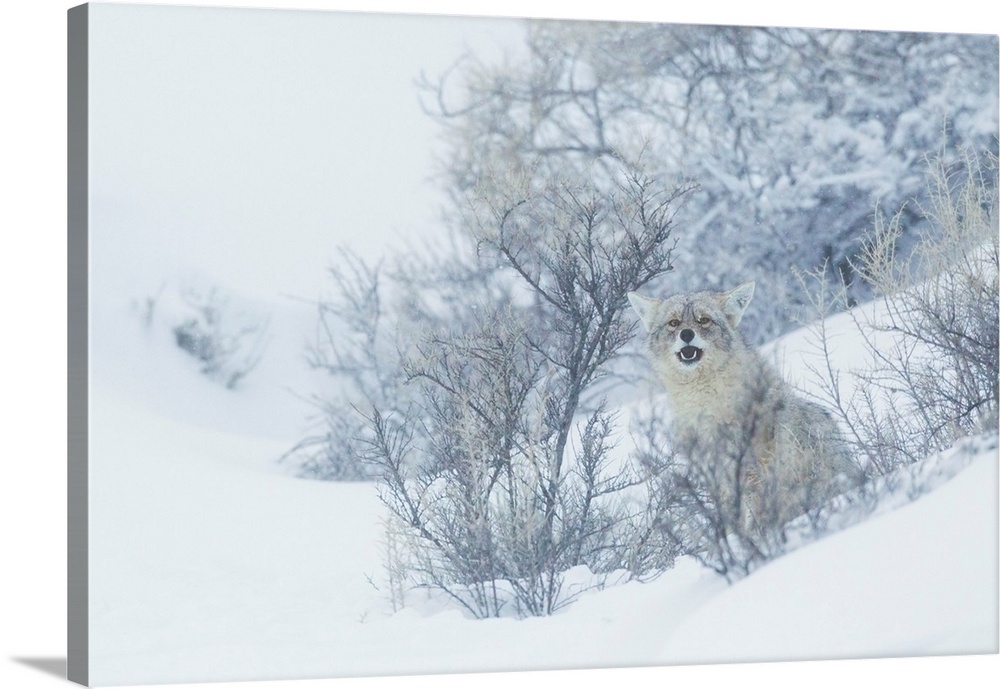 Coyote, winter hiding spot