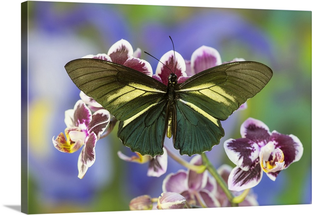 Crassus Swallowtail Butterfly, Battus Crassus in the Papilionidae family.