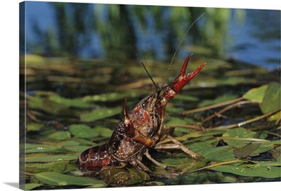 Crayfish, Crawfish, Astacidae, adult in defensive pose, Sinton, Coastel Bend, Texas